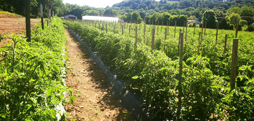 peaches tomatoes squash