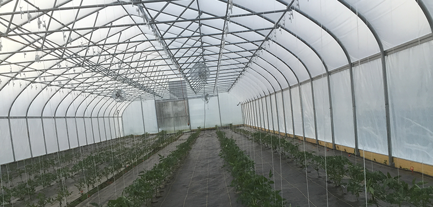 tomatoes
