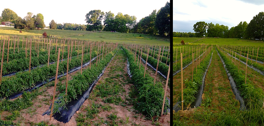 tomatoes
