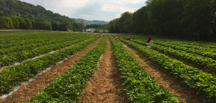 strawberry field