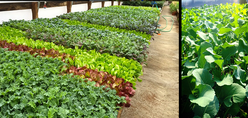 fresh lettuce