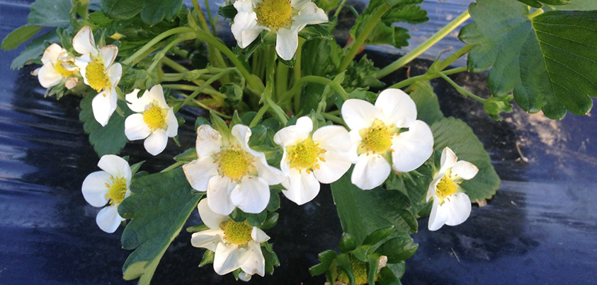 strawberries flowering