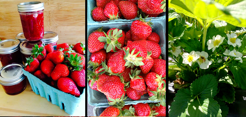 strawberries jam bloom